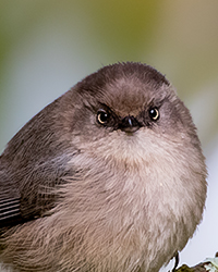 Bushtit