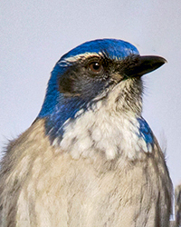 Scrub Jay