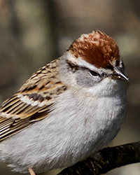 Chipping Sparrow