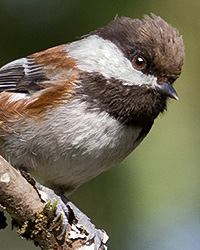 Chestnut-backed Chickadee