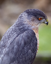 Cooper's Hawk