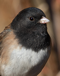 Oregon Junco