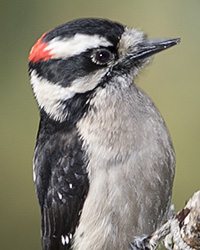 Downy Woodpecker