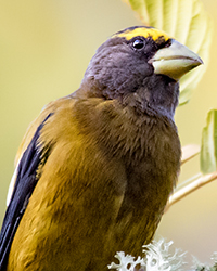 Evening Grosbeak