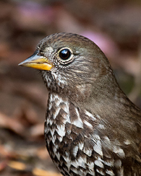 Fox Sparrow