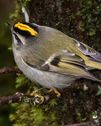 Golden-crowned Kinglet