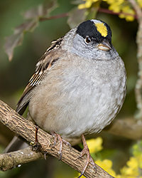 Golden-crowned Sparrow