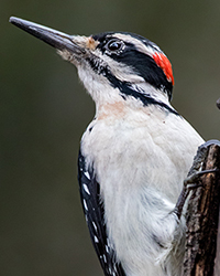 Hairy Woodpecker