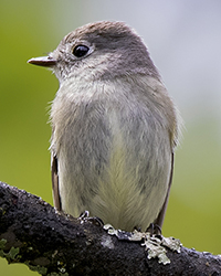 Hammond's flycatcher