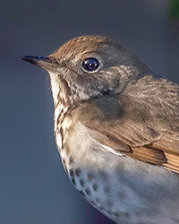 Hermit Thrush