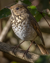 Hermit Thrush