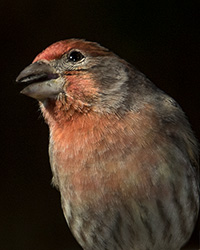 House Finch