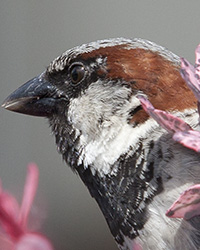 House Sparrow