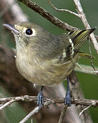 Hutton's Vireo