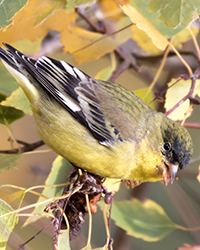 Lesser Goldfinch