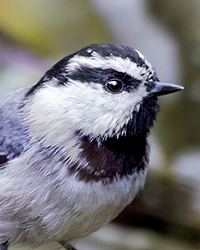 Mountain Chickadee