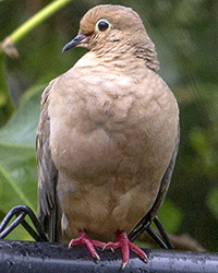 Mourning Dove