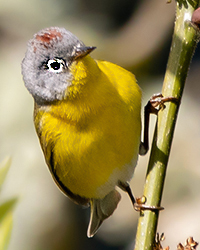 Nashville Warbler