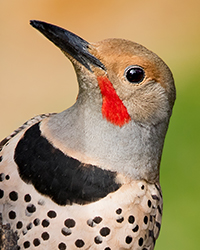 Red-shafted Flicker