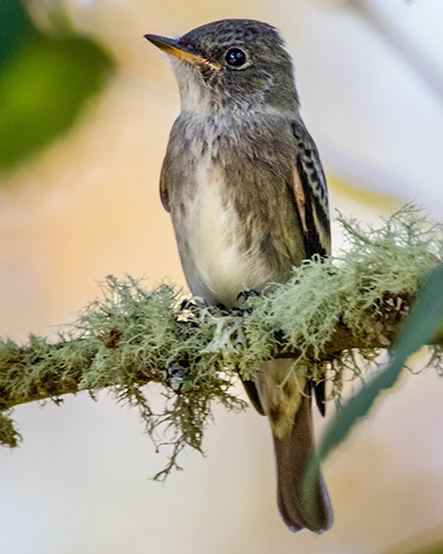  Olive-sided Flycatcher