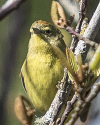 Orange-crowned Warbler