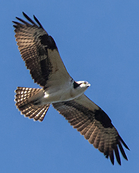 Osprey