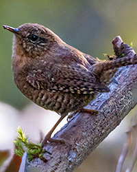 Pacific Wren