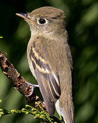 Western Flyvatcher 