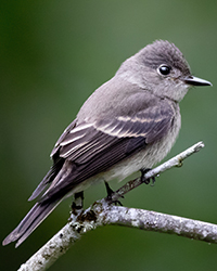 Western Wood-Peewee