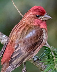 Purple Finch