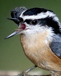 Nuthatch