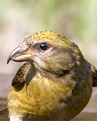 Red Crossbill