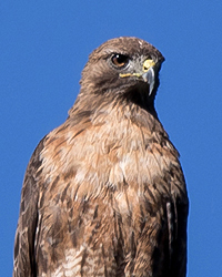 Red-tailed Hawk