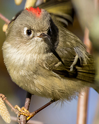 Ruby-crowned Kinglet