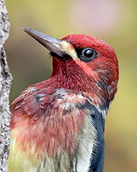 Red-breasted Sapsucker