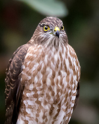 Sharp-shinned Hawk