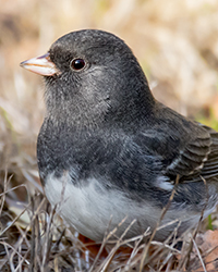 Dark-eyed Junco Slate Colored