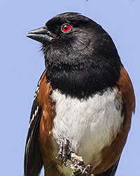 Spotted Towhee