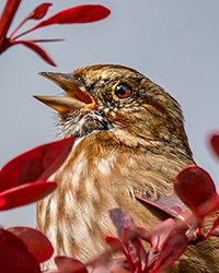 Song Sparrow