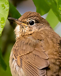 Swainson's Thrush