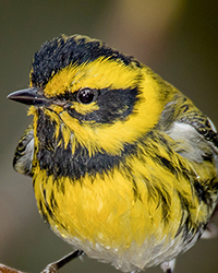 Townsend's Warbler