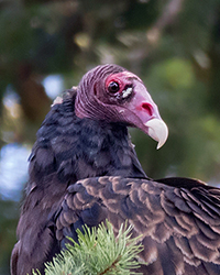 Turkey Vulture