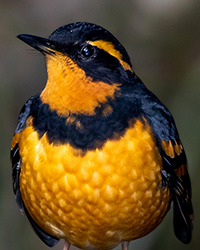 Varied Thrush