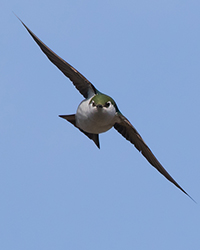 Violet-green Swallow