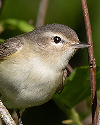 Warbling Vireo