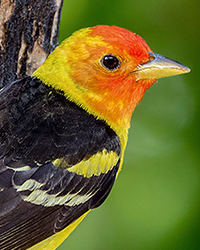 Western Tanager