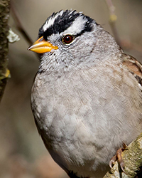 White-crowned Sparrow