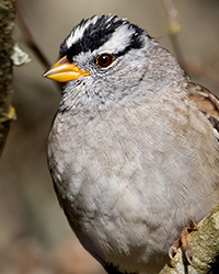 White-crowned Sparrow