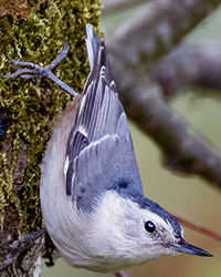 White-breasted Nuthatch