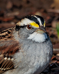 White-throated Sparrow